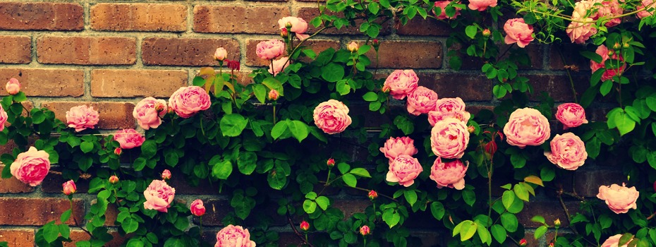 Just another WordPress site